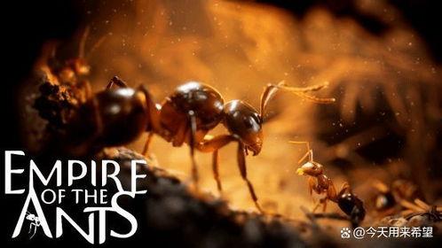 蚁群电影在线观看,探寻电影中的智慧与团结  第3张